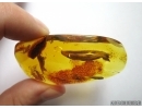 Very Big 25mm! Leaf in Baltic amber #5216