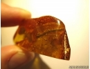 Very Big, nice Walking stick, Phasmatodea in Baltic amber #5234