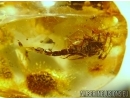Extremely Rare Scorpion in Ukrainian Rovno amber stone #0073R