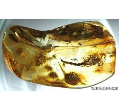 Extremely Rare Scorpion in Baltic amber stone #0073