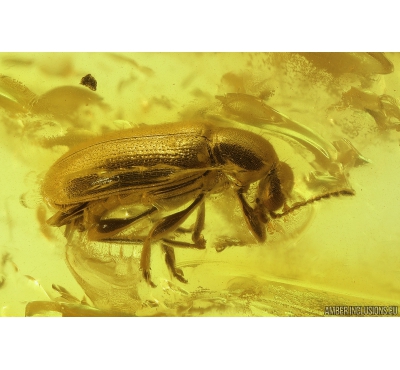 Rare Ant-like flower beetle,  Anthicidae, Macratria. Fossil insect in Baltic amber #10000