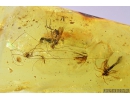 Soft-winged flower beetle Malachiidae, Harvestman Opiliones and More. Fossil inclusions in Ukrainian Rovno amber #10001R