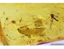 Soft-winged flower beetle Malachiidae, Harvestman Opiliones and More. Fossil inclusions in Ukrainian Rovno amber #10001R