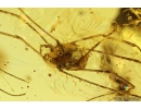 Soft-winged flower beetle Malachiidae, Harvestman Opiliones and More. Fossil inclusions in Ukrainian Rovno amber #10001R
