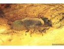 Leafhopper Cicadellidae and Cylindrical Bark beetle, Colydiidae (Zopheridae). Fossil insects in Baltic amber #10003