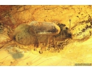 Leafhopper Cicadellidae and Cylindrical Bark beetle, Colydiidae (Zopheridae). Fossil insects in Baltic amber #10003
