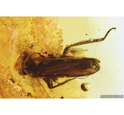 Leafhopper Cicadellidae and Cylindrical Bark beetle, Colydiidae (Zopheridae). Fossil insects in Baltic amber #10003