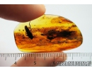 Leafhopper Cicadellidae and Cylindrical Bark beetle, Colydiidae (Zopheridae). Fossil insects in Baltic amber #10003