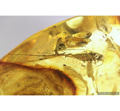 Two Big  Bristletails Machilidae, Spider Segestriidae and More. Fossil inclusions Ukrainian Rovno amber #10004R