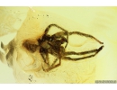 Two Big  Bristletails Machilidae, Spider Segestriidae and More. Fossil inclusions Ukrainian Rovno amber #10004R