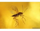 Two Spiders, Ant, Beetle, Millipede and More. Fossil inclusions Very Big 198g! Ukrainian Rovno amber #10005