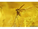 Two Spiders, Ant, Beetle, Millipede and More. Fossil inclusions Very Big 198g! Ukrainian Rovno amber #10005