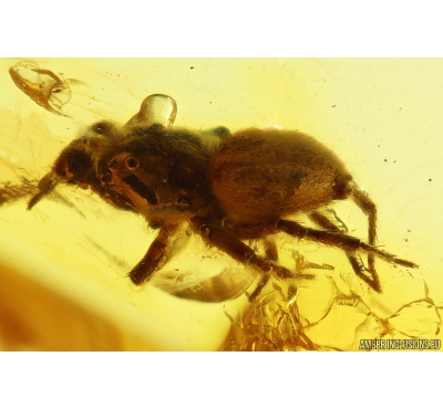Jumping Spider, Salticidae and Plant. Fossil inclusions in Baltic amber #10006