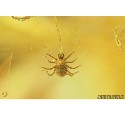 Mite Acari and Springtail Collembola. Fossil inclusions Baltic Amber #10007