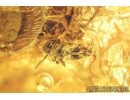 Mite Acari and Springtail Collembola. Fossil inclusions Baltic Amber #10007