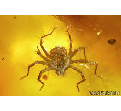 Nice Mite Acari, Ants Hymenoptera and small unknown Larva. Fossil insects Baltic Amber #10008