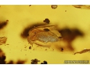 Nice Mite Acari, Ants Hymenoptera and small unknown Larva. Fossil insects Baltic Amber #10008