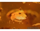 Nice Mite Acari, Ants Hymenoptera and small unknown Larva. Fossil insects Baltic Amber #10008