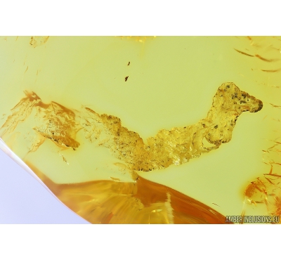 Nice air Bubbles. Fossil inclusions in Baltic amber stone #10009