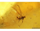 Nice Ant Formicidae Yantaromyrmex geinitzi, Coccid Coccoidea and More. Fossil insects in Baltic amber #10015