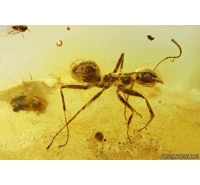 Nice Ant Formicidae Yantaromyrmex geinitzi, Coccid Coccoidea and More. Fossil insects in Baltic amber #10015