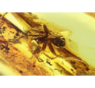 Ant Formicidae Formica and big 14mm Cricket Orthoptera fragment. Fossil insects in Baltic amber #10016