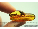 Ant Formicidae Formica and big 14mm Cricket Orthoptera fragment. Fossil insects in Baltic amber #10016
