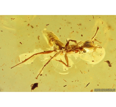 Nice Ant Formicidae Gesomyrmex hoernesi. Fossil insect in Baltic amber #10018