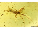 Nice Ant Formicidae Gesomyrmex hoernesi. Fossil insect in Baltic amber #10018