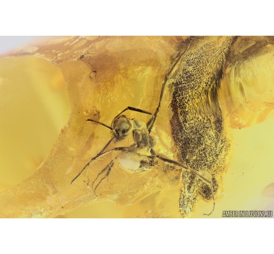 Rare Ant Formicidae ?Monomorium pilipes and More. Fossil insects in Ukrainian Rovno amber #10019R