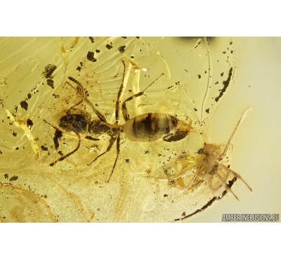 Ant Formicidae Ctenobethylus goepperti and Mite Acari. Fossil insects in Ukrainian Rovno amber #10020R