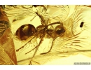 Ant Formicidae Lasius schifferdeckeri and More. Fossil insects in Big 40g! Baltic amber stone #10022