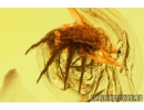 Ant Formicidae Lasius schifferdeckeri and More. Fossil insects in Big 40g! Baltic amber stone #10022
