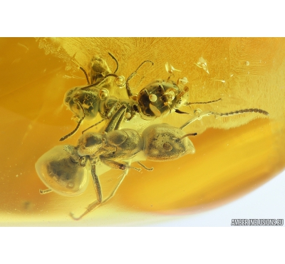 3 Ants Formicidae Ctenobethylus goepperti. Fossil insects in Ukrainian Rovno amber #10023R