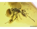 3 Ants Formicidae Ctenobethylus goepperti. Fossil insects in Ukrainian Rovno amber #10023R