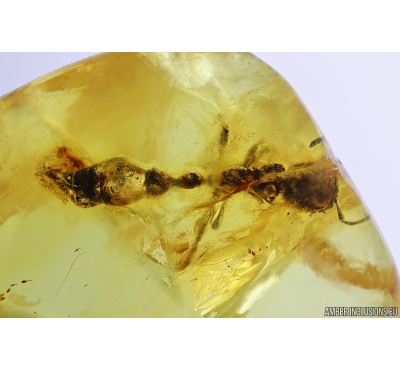 Rare Ant Formicidae Tetraponera. Fossil insect in Baltic amber #10024