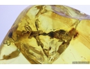 Rare Ant Formicidae Tetraponera. Fossil insect in Baltic amber #10024