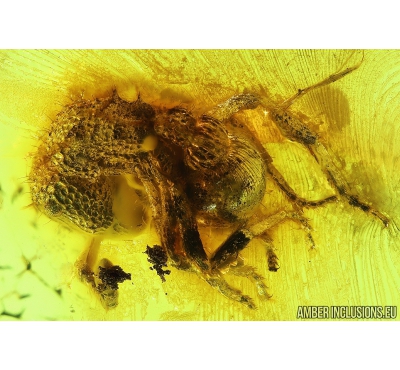 Rare Ant Formicidae Agroecomyrmex duisburgi with Parasitic Worm Nematoda! Fossil inclusions in Baltic amber #10025