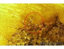Rare Ant Formicidae Agroecomyrmex duisburgi with Parasitic Worm Nematoda! Fossil inclusions in Baltic amber #10025