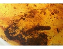 Moth Lepidoptera, Crane fly Limoniidae Limnophilinae, Nice Psocid Psocoptera, Ant Hymenoptera, Mite Acari and More. Fossil inclusions Big 62g Baltic amber stone #10026