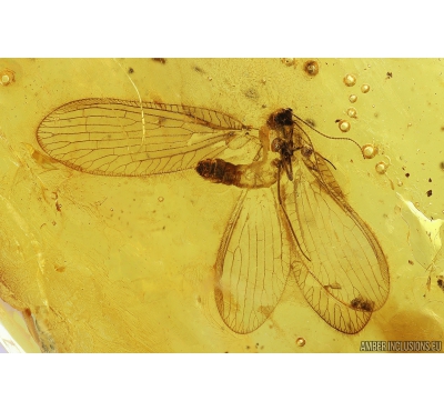 Rare Neuroptera Nevrothidae Palaeoneurorthus new. sp.  and Caddisfly Trichoptera. Fossil insects Baltic amber #10027