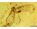 Rare Neuroptera Nevrothidae Palaeoneurorthus new. sp.  and Caddisfly Trichoptera. Fossil insects Baltic amber #10027