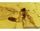 Rare Neuroptera Nevrothidae Palaeoneurorthus new. sp.  and Caddisfly Trichoptera. Fossil insects Baltic amber #10027