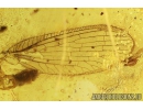 Rare Neuroptera Nevrothidae Palaeoneurorthus new. sp.  and Caddisfly Trichoptera. Fossil insects Baltic amber #10027