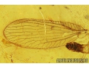 Rare Neuroptera Nevrothidae Palaeoneurorthus new. sp.  and Caddisfly Trichoptera. Fossil insects Baltic amber #10027