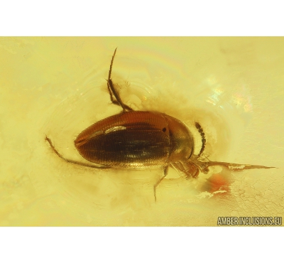 Rare Round fungus Beetle Leiodidae and Millipede Polyxenidae. Baltic amber #10030