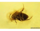 Rare Round fungus Beetle Leiodidae and Millipede Polyxenidae. Baltic amber #10030