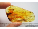 Big 16 mm! Walking stick Phasmatodea, Ant Hymenoptera and More. Fossil inclusions Baltic amber #10032
