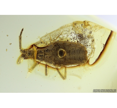 Rare Ambush bug Reduviidae Phymatidae: Koenigsbergia. Ukrainian Rovno amber #10033R