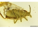 Rare Ambush bug Reduviidae Phymatidae. Ukrainian Rovno amber #10033R